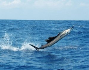 Sailfish jumping on Boynton Beach fishing charter